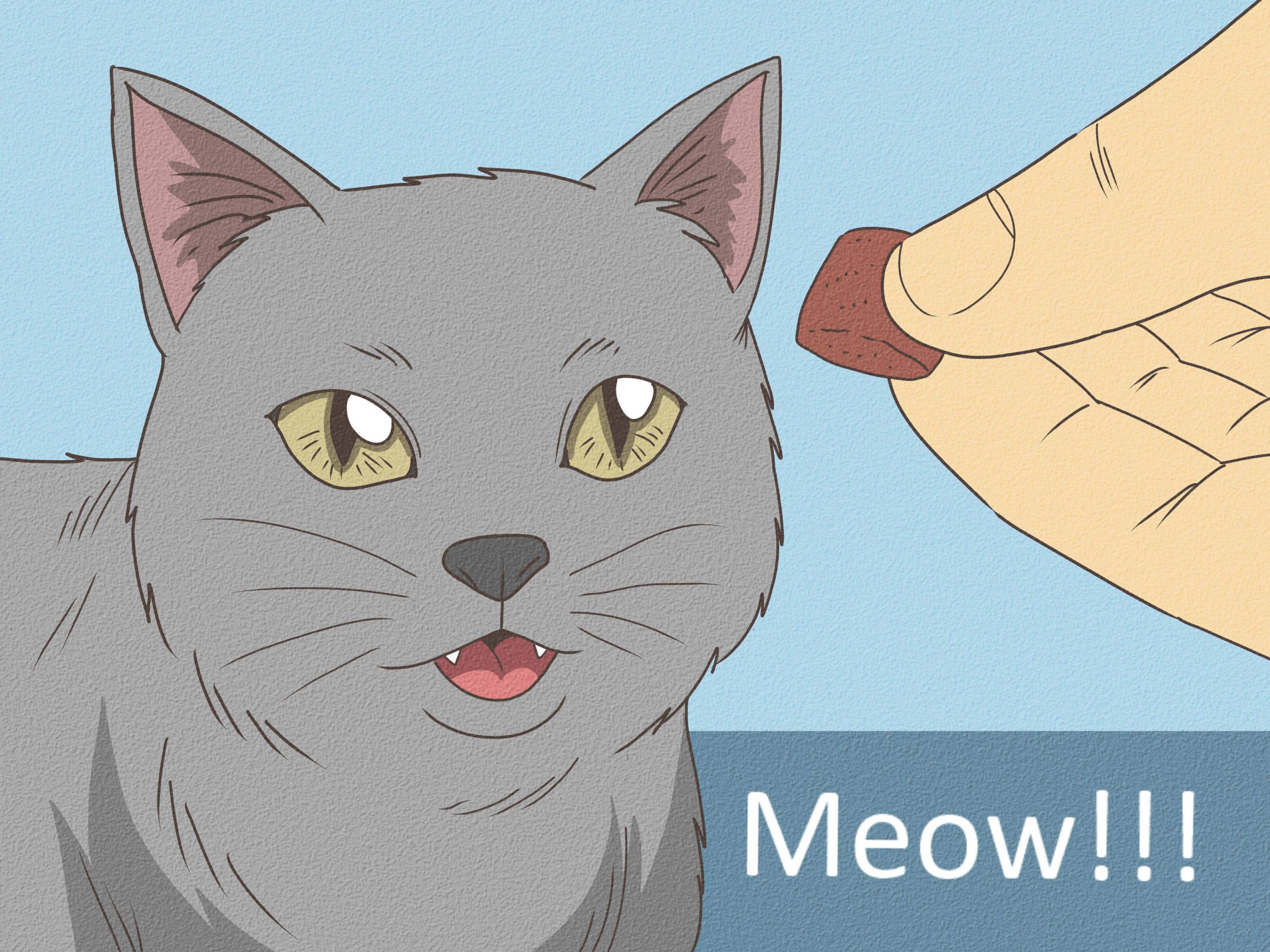 3 Ways to Teach Your Cat to Do Tricks