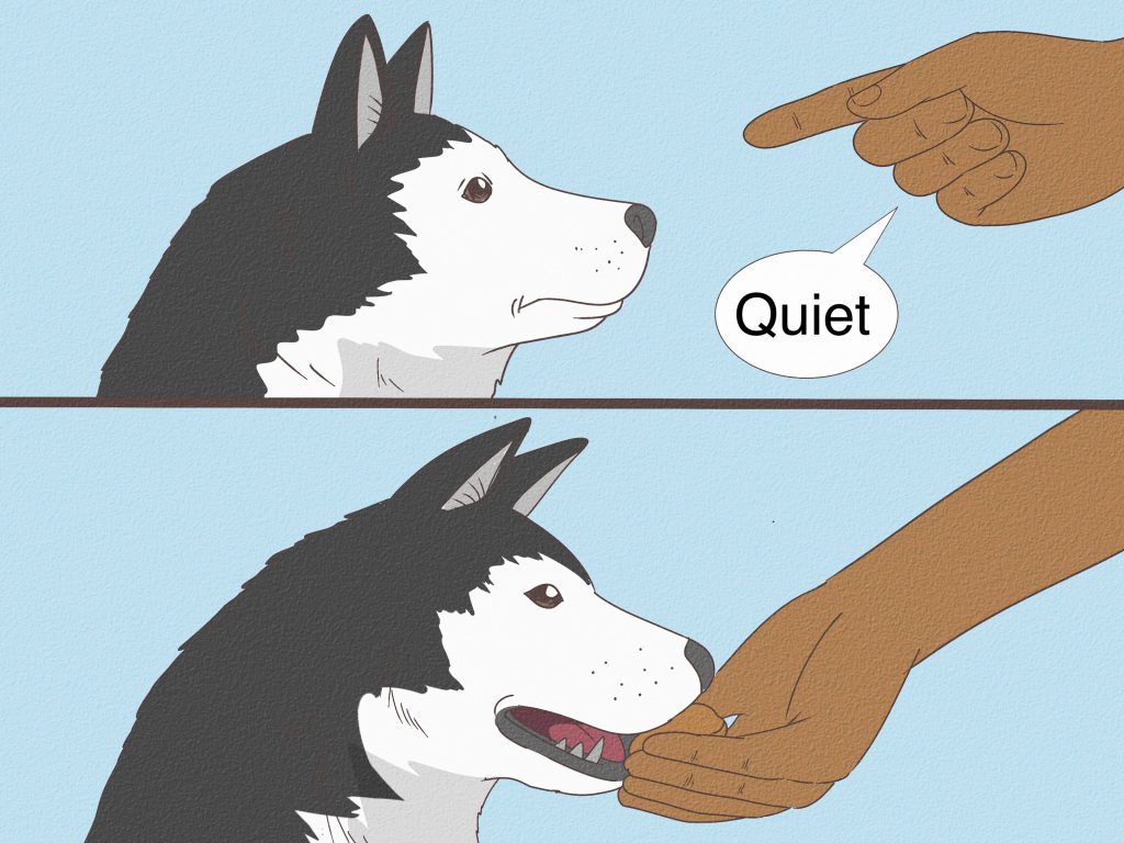 Train Your Dog to Talk