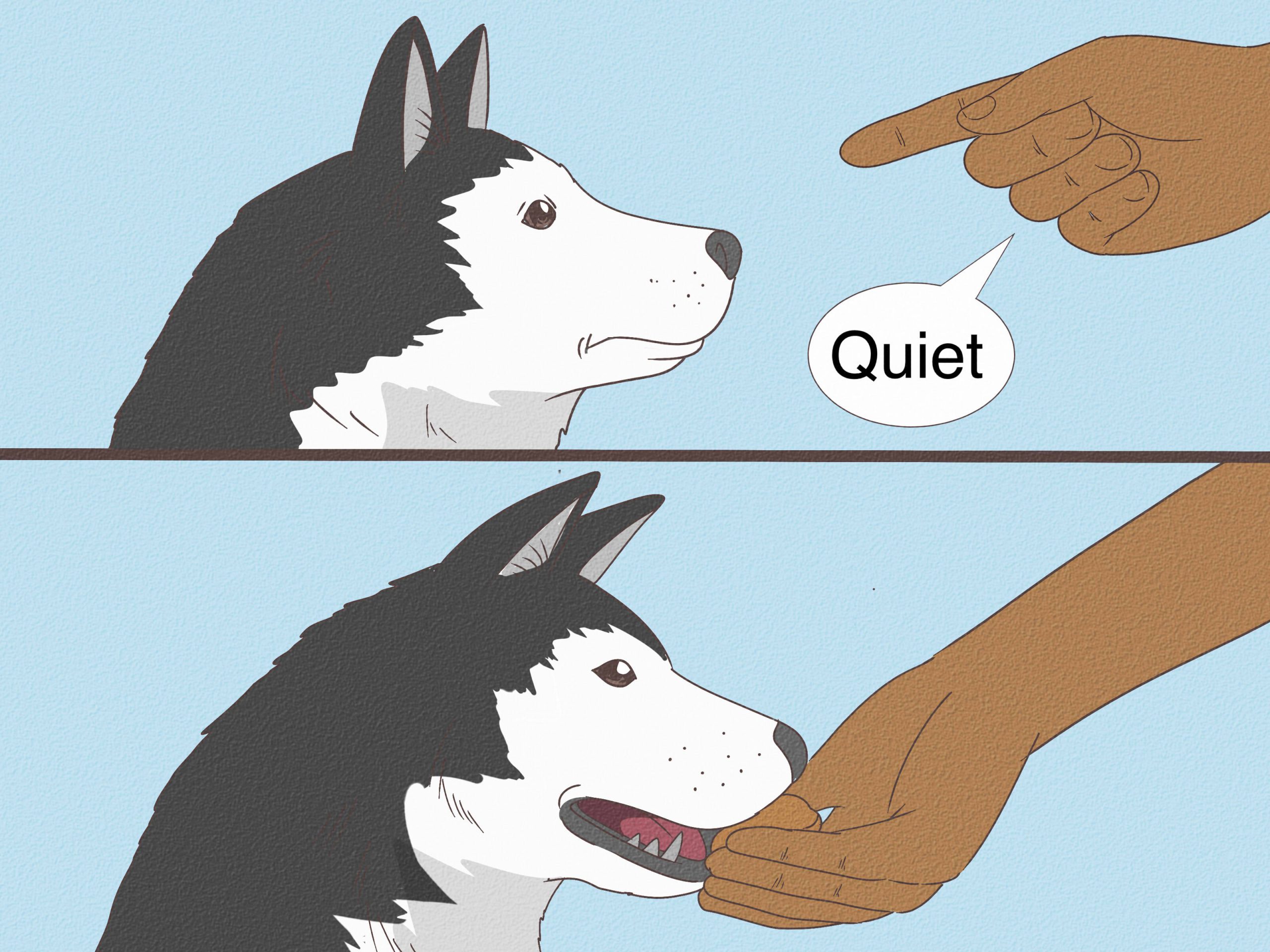 Train Your Dog to Talk