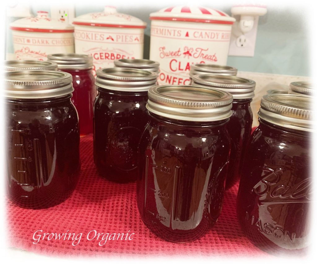 Growing Organic : Canning Pomegranate Syrup